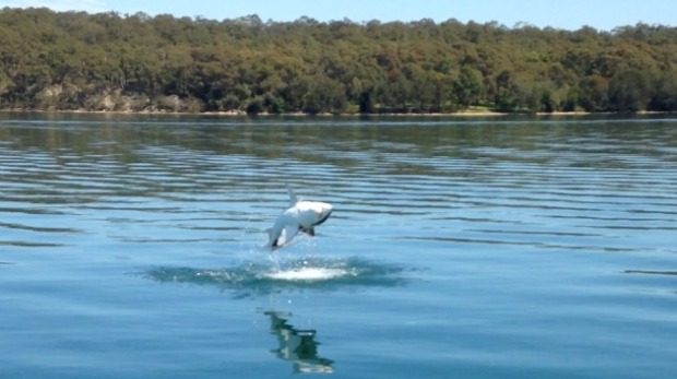 Great white shark in Lake Macquarie