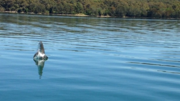 Great white shark in Lake Macquarie