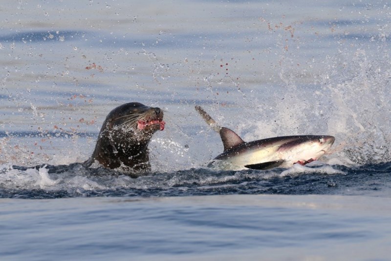 Sea lion vs Thresher Shark