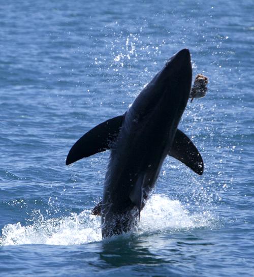 Brenda_2012OCEARCH_Great_white_shark