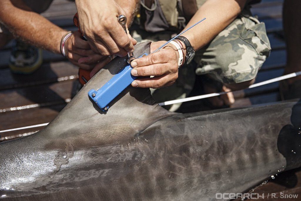 OCEARCH