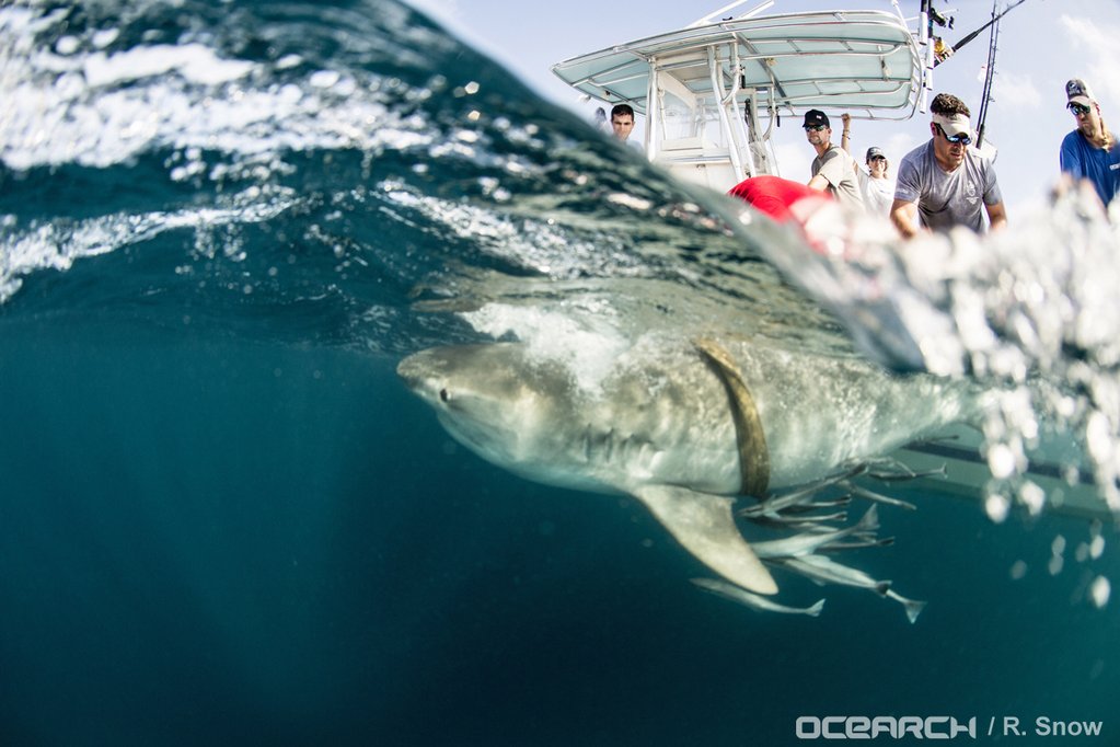 OCEARCH_Joseph_shark_tagging_#expeditionGoMex