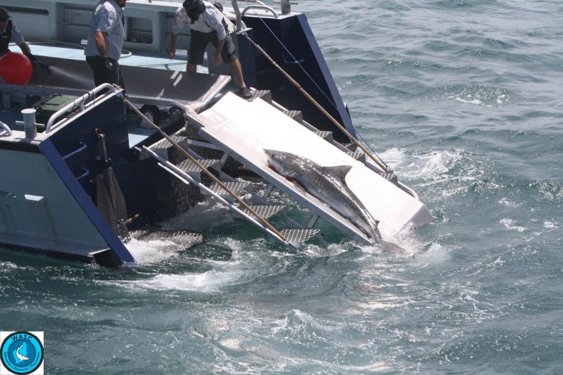 Western Australians for Shark Conservation