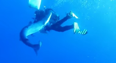 blue shark bite_youtube