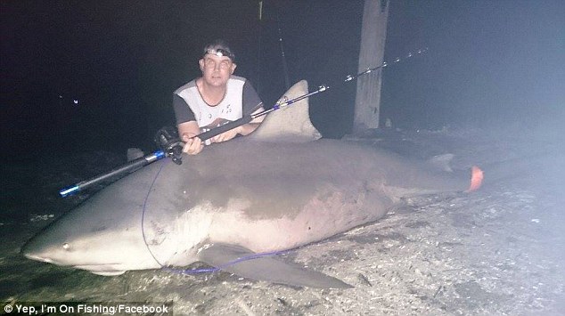 Denis Rivers 551 lbs bull shark caught in Hastings River, New South Whales, Australia.