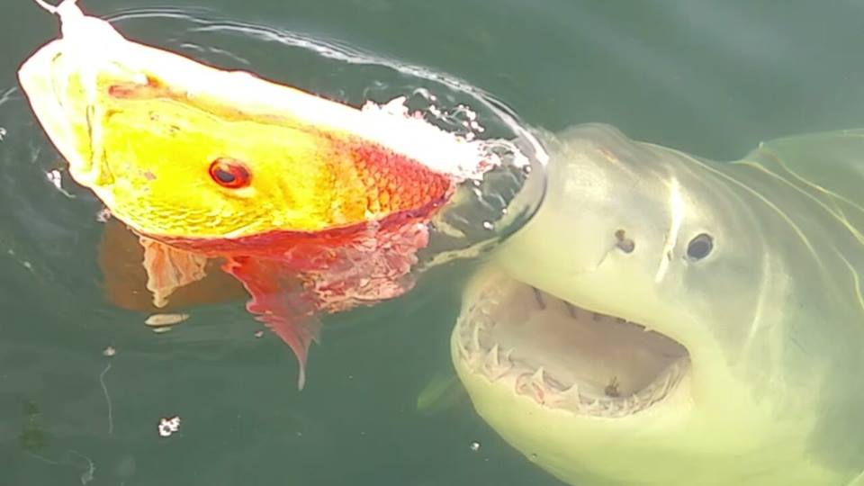 Great White Shark Filmed off Jacksonville Beach Florida