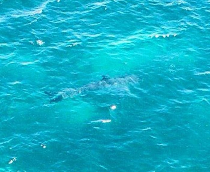 Shark Alerts South Australia 
