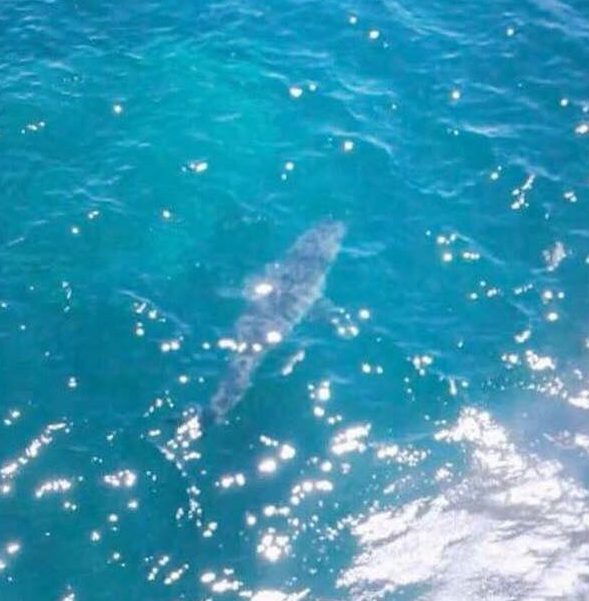 Westpac Heli via Shark Alerts South Australia