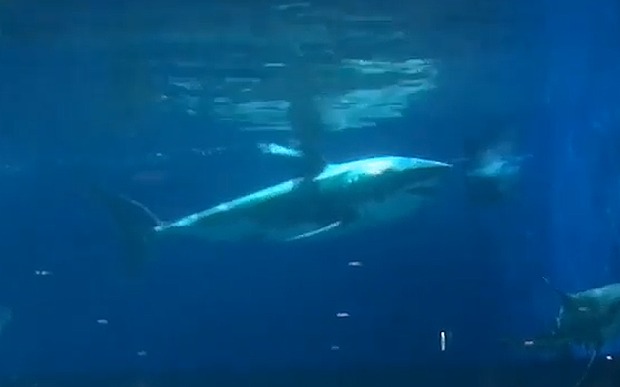 Captive_Great_white_shark_