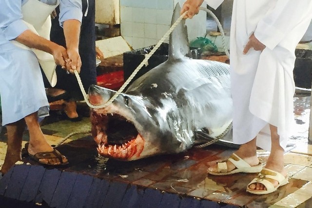 Fujairah Fishermen’s Association