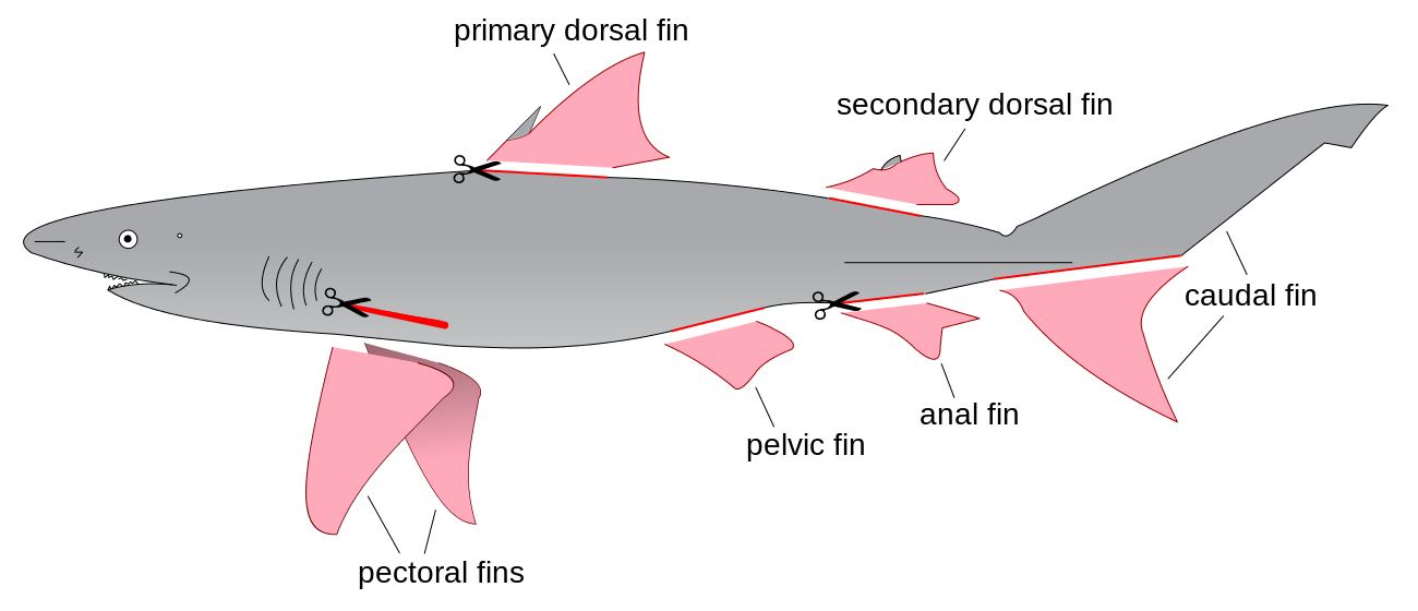 Highlights showing the typical targets of finning Image by Grolltech