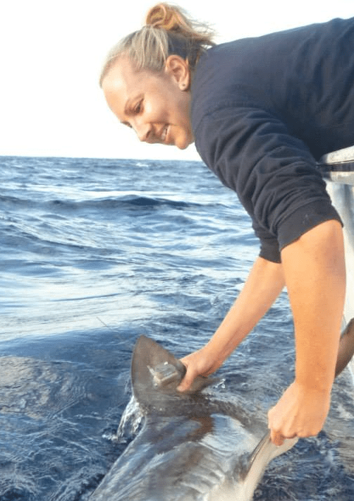Bonnie Holmes of the University of Queensland tagging a tiger shark