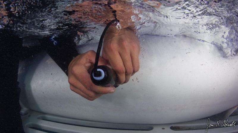 Scanning a sharks abdomen using ultra sound