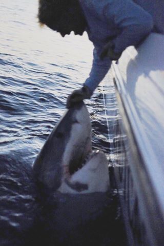 Photo:Capt. Chip Michalove Facebook