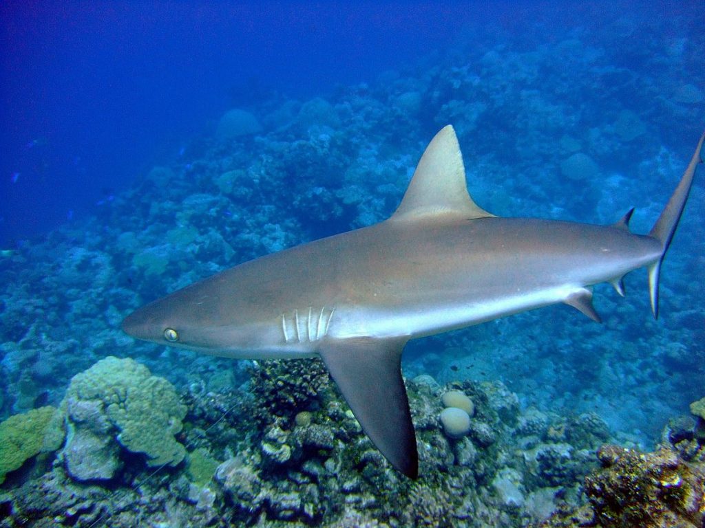 A female grey reef shark off Wake Island - PIFSC, NOAA -