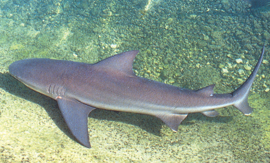 Bull shark photo:NEFSC/NOAA