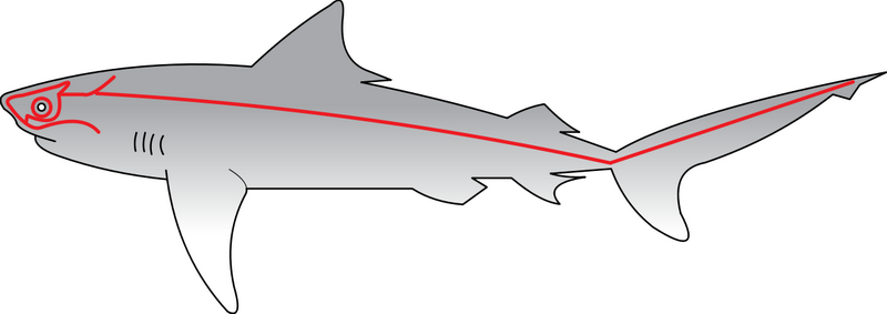 Lateral line Photo: Chris Huh