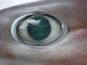 Sixgill shark eye Photo: Jean-Lou Justine