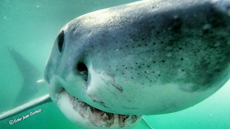 Pores with ampullae of Lorenzini on a great white shark