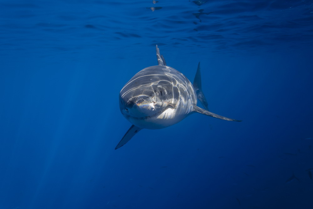 George T. Probst_-cal-ripfin