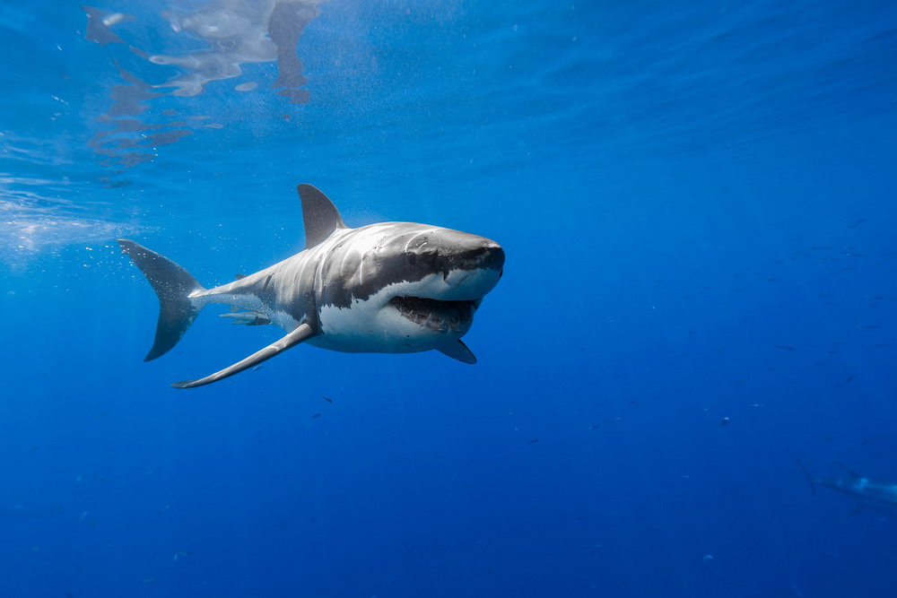 George T. Probst_happy-shark