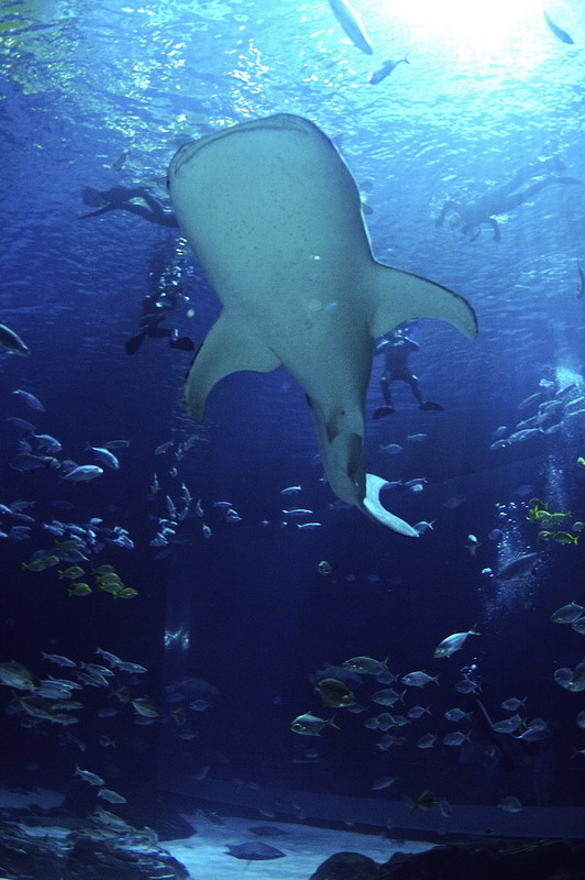 See the sharks up close with the "Journey With Gentle Giants”