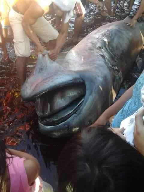 Marine Wildlife Watch of the Philippines