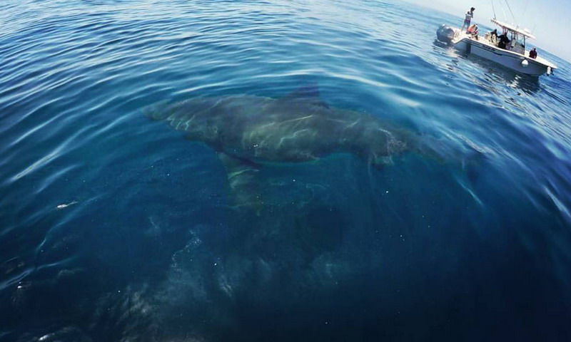 Deana the White Shark Palos Verdes California Photo: Keith Poe Facebook