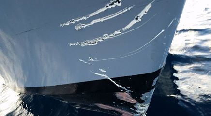 Teeth marks left in Keith Poe's damaged boat. Photo Keith Poe Facebook