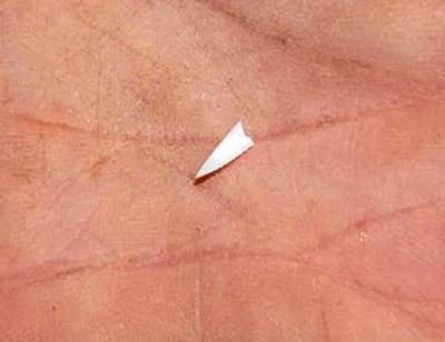 Lower jaw tooth fragment found in Davis' boat Photo: Pelagic Shark Research Foundation