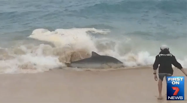 Photo: Seven News