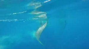Whale shark poop. Photo YouTube