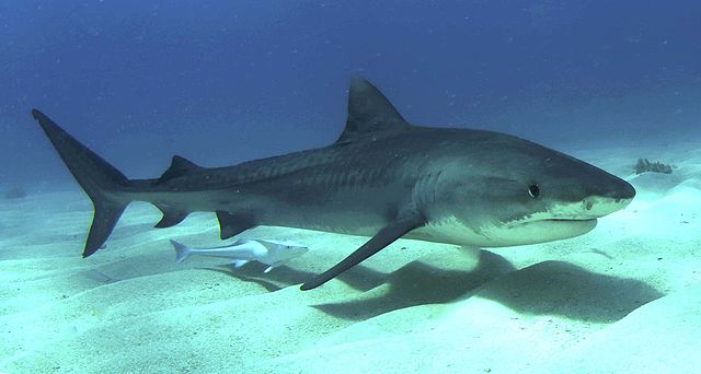 Three chilling reasons tiger sharks could be prowling Egyptian coast as  three swimmers mauled to death in just 12 months