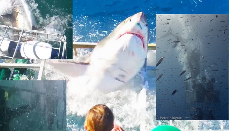 Great_white_sharks_stuck_cage_diving_