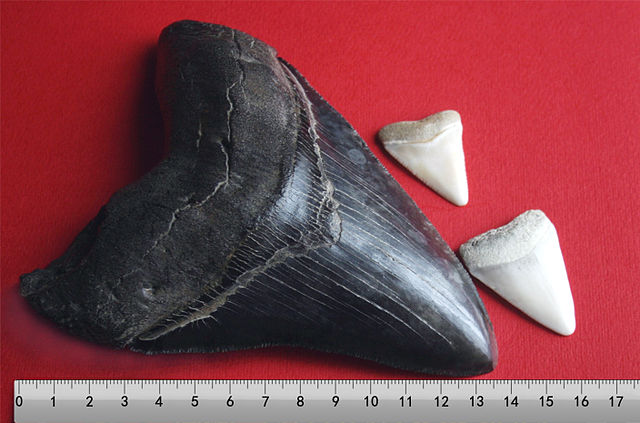 Megalodon toothe beside great white shark teeth. Wikki commons