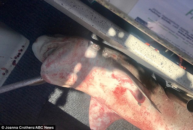 The shark with what appears to be a gaff pole near its mouth.