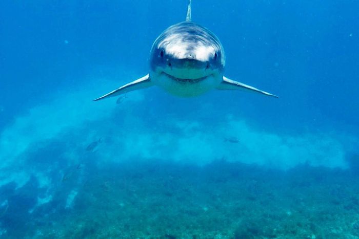 Great White Shark Bumps Spearfisherman Great White Shark Bumps Spearfisherman