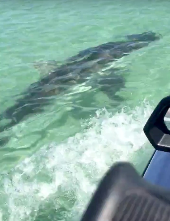 Great white shark bites jet ski