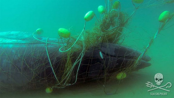 dead whale cuaght in net