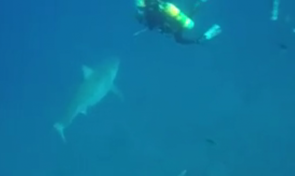 great white shark filmed off Florida Coast Corey Embree_great_white_shark_Florida_Juno_Beach