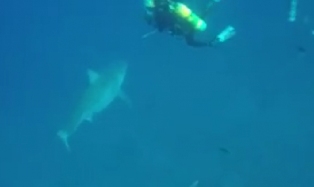 Corey Embree_great_white_shark_Florida_Juno_Beach