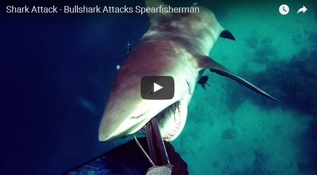 Kerry Daniel_bull_shark_attack_2017_New_south_wales_video_Great_Barrier_reef