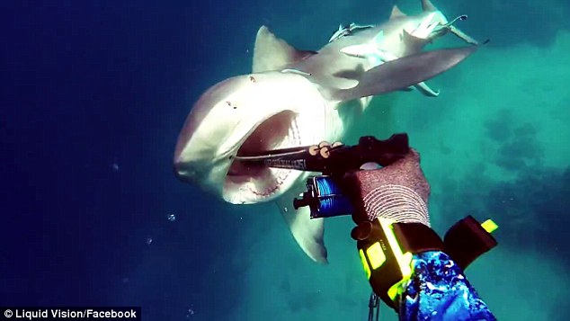 Kerry Daniel_bull_shark_attack_2017_New_south_wales_video_Great_Barrier_reef_