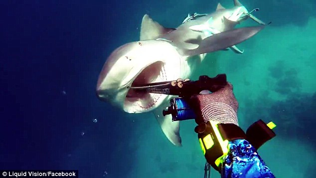 Kerry Daniel_bull_shark_attack_2017_New_south_wales_video_Great_Barrier_reef_