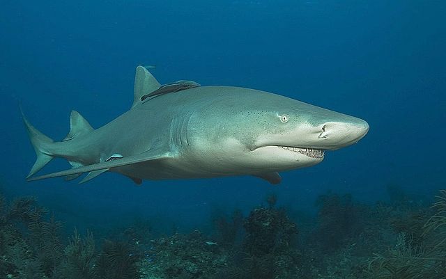 Lemon_shark_bite