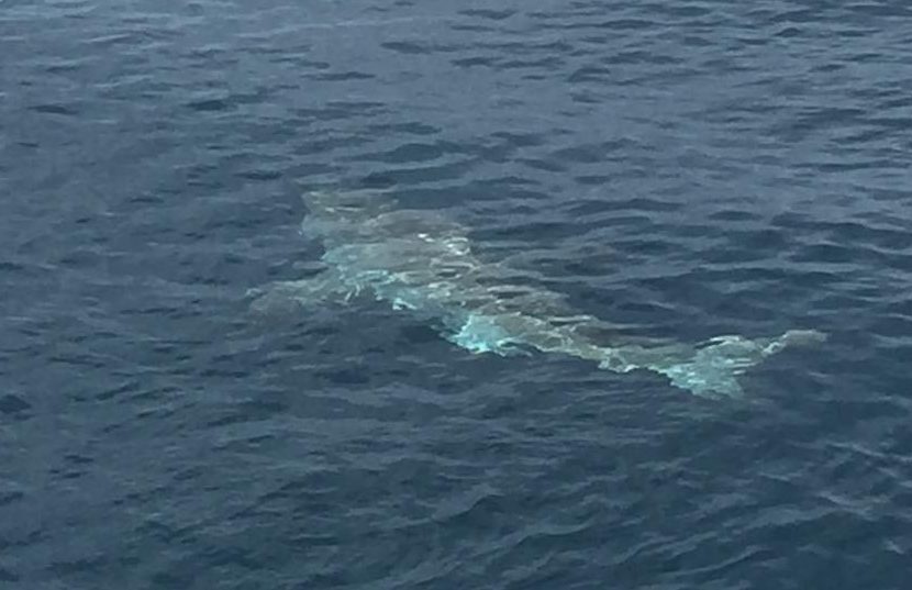 Orlando Princess & Canaveral Princess Deep Sea Fishing_great_white_shark