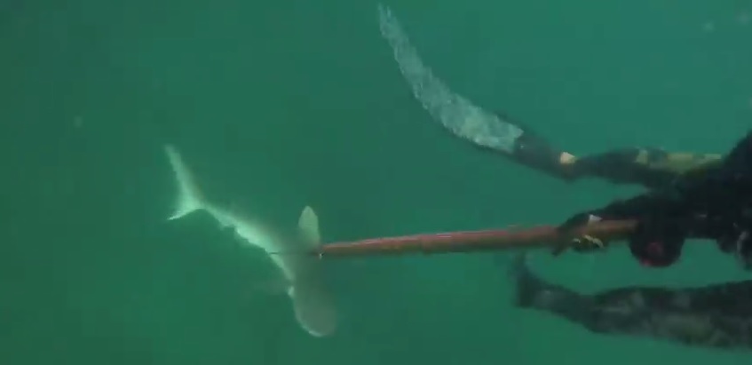 Tim Van Beelen_shark_attack