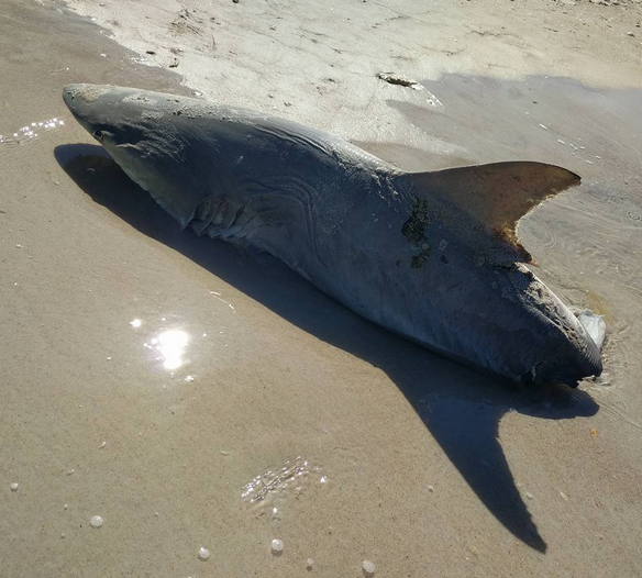Half Eaten Shark Washes Ashore At New Smyrna Beach Florida