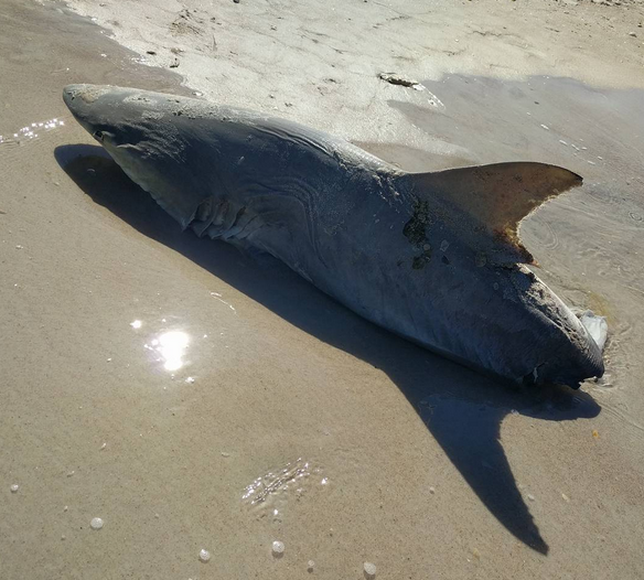 half-eaten shark