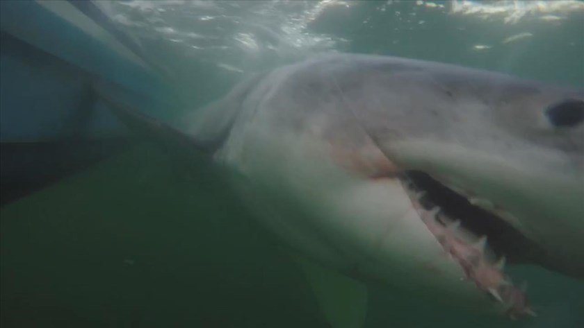 Chip Michalove great white shark